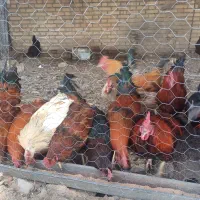 مرغ و خروس محلی|حیوانات مزرعه|مشهد, ویلاشهر|دیوار