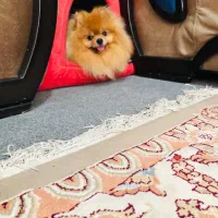 سگ خرسی خالص وارداتی همراه توله اش|سگ|شیراز, اصلاحنژاد|دیوار