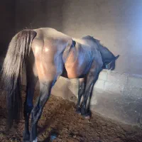 اسب تروبرد