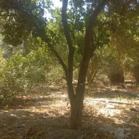 خرید باغ چوب پرتغال لیمو لیموشیرین انار کالیپتوس|خدمات باغبانی و درختکاری|کهنوج, |دیوار