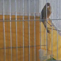 یک عدد قناری سوخته|پرنده|خمینی‌شهر, |دیوار