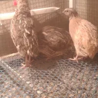 بلدرچین نر جوان