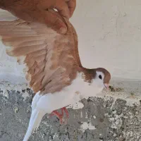 کفتر طاقی|پرنده|کاشان, فاز ۲ ناجی آباد|دیوار