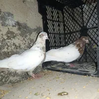 کفتر رنگی سفید دم سیاه کله زرد سرور|پرنده|کرج, حسین‌آباد|دیوار