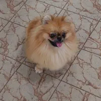 سگ پامر ماده فحل