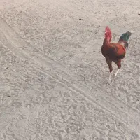 خروس|حیوانات مزرعه|تخت, |دیوار