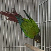 گرینچک نر بالغ با تست مشهد|پرنده|لار, |دیوار