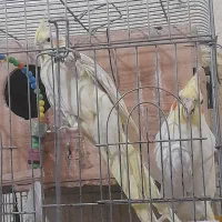 پرنده|پرنده|میناب, |دیوار