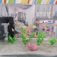 ماهی کالر انجل گلدفیش کف خوار