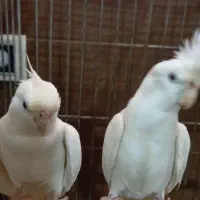 عروس هلندی سفید جفت