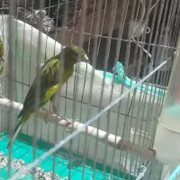 قناری سبز یکسر ،نر