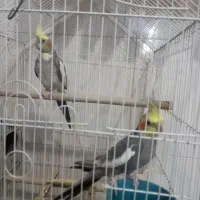 یک جفت عروس هلندی|پرنده|رباطکریم, شترخوار|دیوار