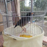 مرغ مینا سخنگو نر باقفس