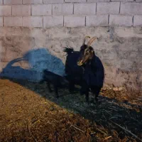 بز زایده|حیوانات مزرعه|مبارکه, |دیوار