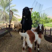 فروش کهره نر پنجاب