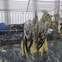 عروس هلندی مولد