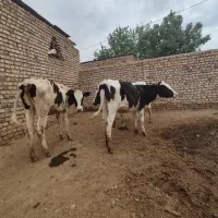 تعدادی گوساله ماده