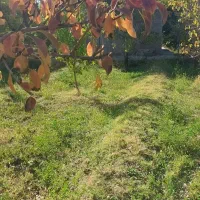 باغ ۵۰۰ متر کنار جاده اصلی،شبستر،علیبیگلو|فروش خانه و ویلا|شبستر, |دیوار