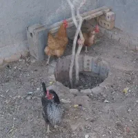مرغ