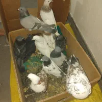 ۱۱ کبوتر|پرنده|مشگین شهر, |دیوار