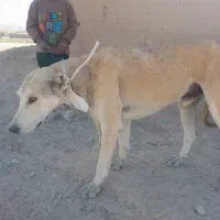 سگ دورگ تازی|سگ|افشار, |دیوار