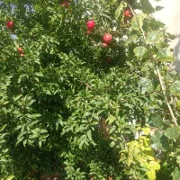 افزایش گل دهی با کمترین هزینه