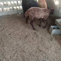 3 راس بره نر دم خانه