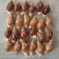 حلزون انگل‌تراپی شده و پرورش‌یافته در محیط استریل