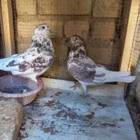 کبوتر|پرنده|خوانسار, |دیوار