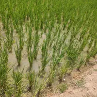 برنج لنجان صحرای نکوآباد