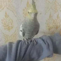 عروس هلندی جوجه۴عدد۳ماه دستی|پرنده|مشهد, چهنو|دیوار