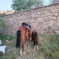 اسب ترکمن به همراه نریون