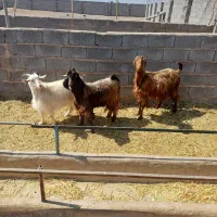 بز پاکستانی|حیوانات مزرعه|نگار, |دیوار