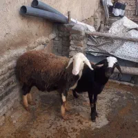 گوسفند|حیوانات مزرعه|بروجرد, |دیوار