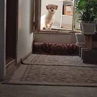 واگذاری توله پاکوتاه نر فروش