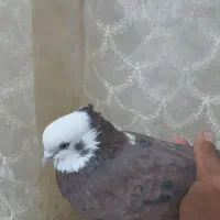 شازده هفت رنگ|پرنده|نیمروز, |دیوار