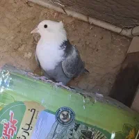 کله سفید و ساده