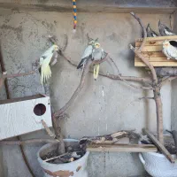 عروس هلندی|پرنده|ملکشاهی, |دیوار