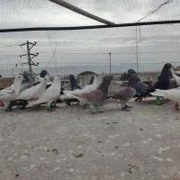 کفتربوم|پرنده|سیدآباد, |دیوار