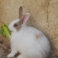 فروش بچه خرگوش در ابهر