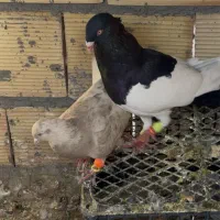 یهودی دنش سیاه واکسی نر