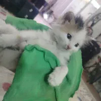 گربه|گربه|اصفهان, قلعه طبره|دیوار