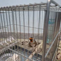 سهره بهاره ۳ ساله جفتی قواره دار نردیک ب مستی