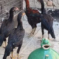 مرغ لاری|حیوانات مزرعه|تهران, بهارستان|دیوار
