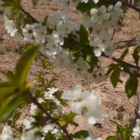 فروش باغی باموقعیت عالی دیزج