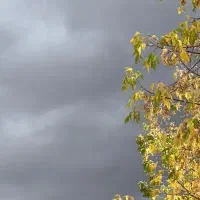 دنبال کارم در عراق داعمی