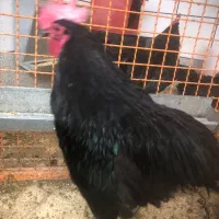 مرغ و خروس استرالوپ|حیوانات مزرعه|خمینیشهر, |دیوار