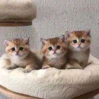 گربه های عروسکی جذاب|گربه|اهواز, کیانپارس |دیوار