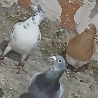 همه پرشی بشرط فقط سیاه کتش تور دست خورده