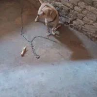 سگ پا کوتاه|سگ|کرمانشاه, |دیوار